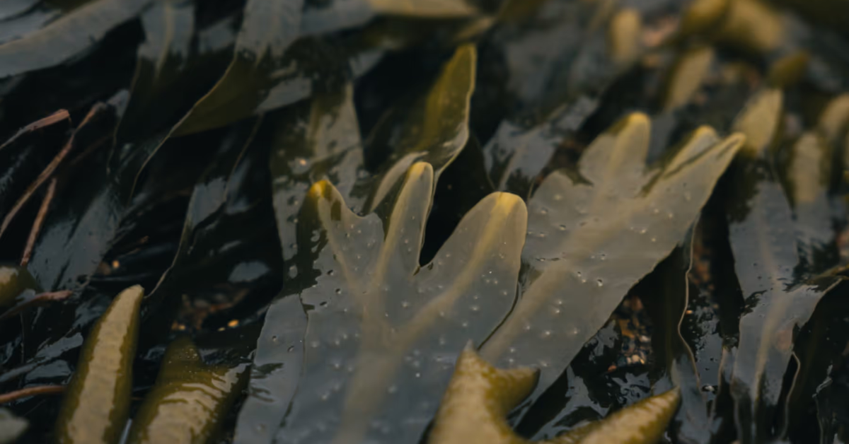 The Brand Next Door: Notpla